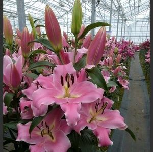 Meet your Posher, Robbie